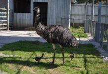 У Подільському зоопарку вперше з’явилися малюки ему