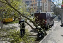 Сильний вітер на Вінниччині повалив десятки дерев: триває ліквідація наслідків