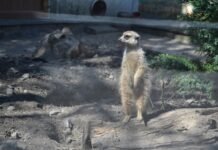 У Подільському зоопарку зафіксували весняний бебі-бум серед тварин