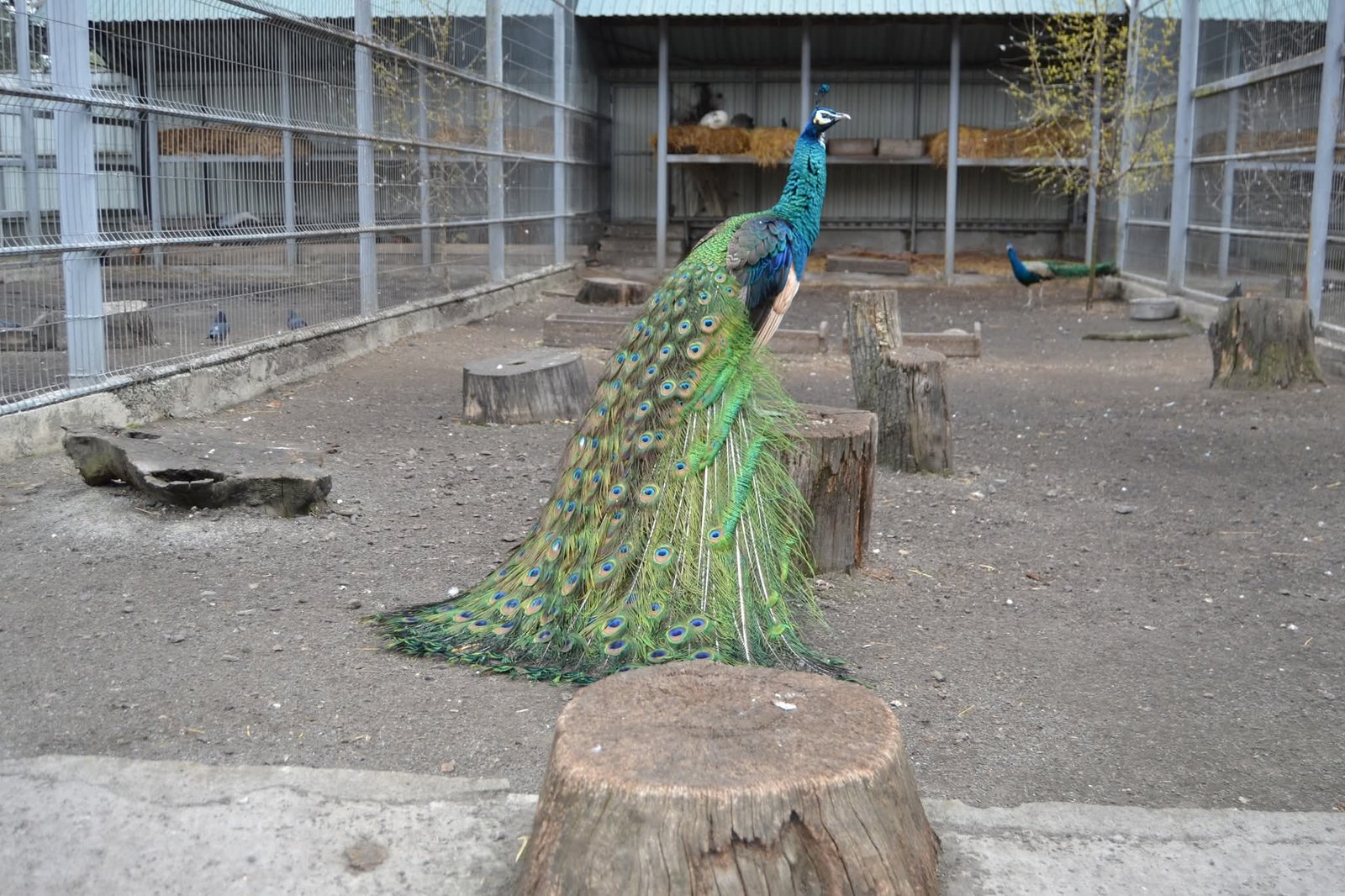 У Подільському зоопарку зафіксували весняний бебі-бум серед тварин