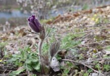 Прогноз погоди у Вінниці на 11 квітня: хмарність та весняний дощ