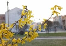 Погода у Вінниці на 25 квітня: хмарність та дрібний дощ