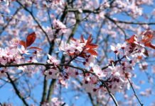 У Вінниці 13 квітня очікується ясна та суха погода