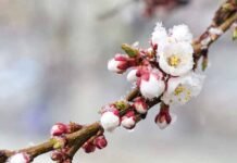 Різке похолодання очікується на Вінниччині: вночі до -5°C