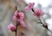 Якою буде погода у Вінниці 7 квітня