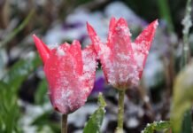 Вінниччину накриють заморозки: коли чекати похолодання