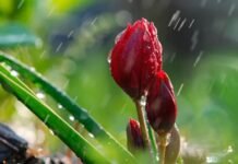 Погода у Вінниці на четвер, 30 квітня: хмарність, вдень — дрібний дощ