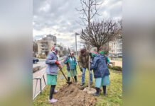 На проспекті Космонавтів висадили тюльпанові дерева та пекінський бузок