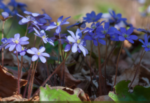 Прогноз погоди у Вінниці на суботу, 4 квітня