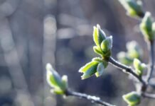 До -5° вночі: на Вінниччину сунуть сильні заморозки