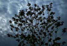 У Вінниці 28 квітня очікується хмарна, але суха погода