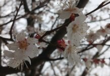 Погода у Вінниці на суботу, 18 квітня: дощова весна та перше справжнє тепло