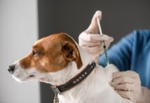 Безкоштовна вакцинація тварин від сказу у Вінниці: графік виїздів на травень та червень