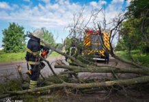Негода на Вінниччині: вітер повалив дерева та ускладнив рух на дорогах