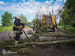 Негода на Вінниччині: вітер повалив дерева та ускладнив рух на дорогах