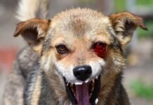 У Вінниці на Немирівському шосе виявили собаку зі сказом