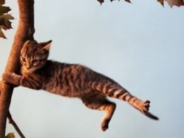 Негода насувається: на Вінниччині очікується сильний вітер