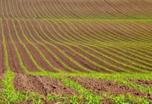 На Вінниччині завершили сівбу кукурудзи, сої та гречки