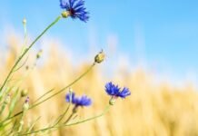 У Вінниці 21 червня буде тепло, але хмарно