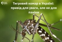 Тигровий комар в Україні: чим небезпечна комаха