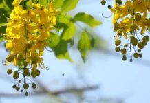 Якою буде погода у Вінниці 18 червня