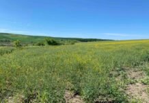 На Вінниччині невідомі розорали прибережні захисні смуги та засіяли їх