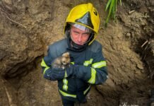 Чотирьох вусолапих врятували надзвичайники на Вінниччині