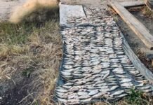На річці Південний Буг браконьєр наловив риби на понад 1 млн грн збитків