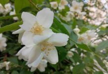 Синоптики попереджають про затяжні зливи у Вінниці 12 червня