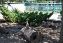 Вінниччина у спеку: як у Подільському зоопарку адаптували догляд за тваринами