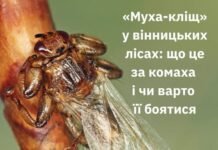 «Муха-кліщ» у лісах Вінниччини: експерти пояснили, чи є загроза для людей