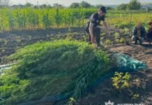 Город із «сюрпризом»: на Вінниччині чоловік вирощував сотні кущів конопель