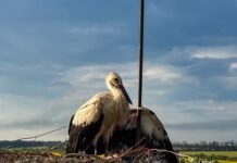 Два життя за один день: на Вінниччині рятувальники визволили лелек із пасток