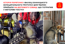 Пес який наштикнувся на металевий паркан у Вінниці одужує