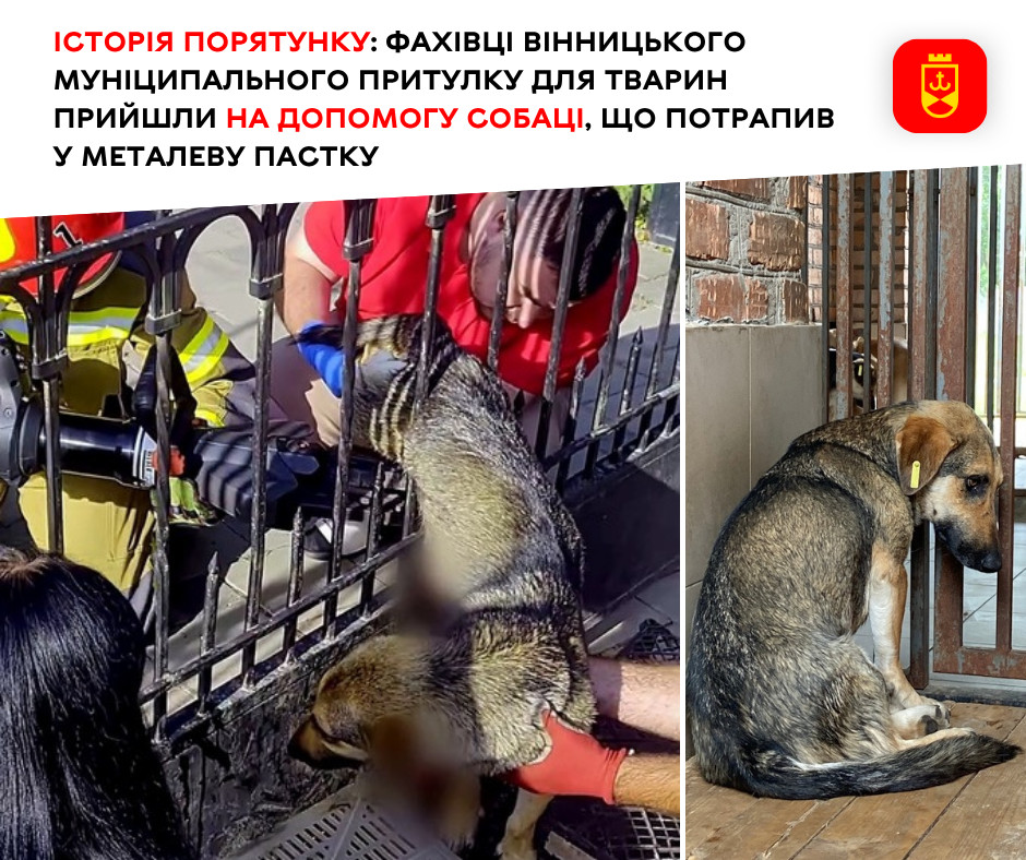 Пес який наштикнувся на металевий паркан у Вінниці одужує