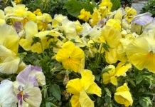 Прогноз погоди у Вінниці на 2 липня