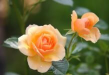 Яка погода чекає на вінничан у вівторок, 14 липня