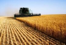 На Вінниччині стартували жнива: аграрії вже збирають перший урожай та б’ють минулорічні рекорди