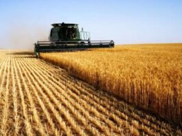 На Вінниччині стартували жнива: аграрії вже збирають перший урожай та б’ють минулорічні рекорди