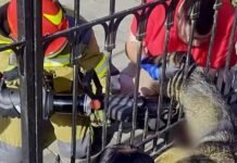 У Вінниці рятувальники зняли з металевого штиря безпритульного собаку
