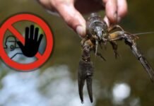 Ловити раків стане незаконно: на Вінниччині встановили терміни заборони