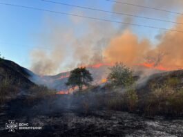 Понад 446 гектарів уже вигоріло: на Вінниччині зростає кількість пожеж в екосистемах