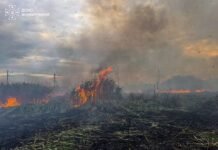 2500 пожеж від початку року: на Вінниччині рятувальники назвали головну причину займань