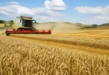 Понад 1,4 млн тонн зерна вже зібрали на Вінниччині