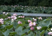 Рожеве море на Вінниччині: ставок у Сологубівці перетворився на локацію для фотосесій