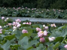Рожеве море на Вінниччині: ставок у Сологубівці перетворився на локацію для фотосесій