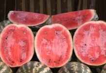 Чому не варто купувати розрізані кавуни та дині: у Вінницькому ОЦКПХ попередили про небезпеку