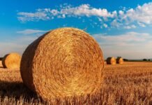 Якою буде погода у Вінниці 9 серпня: прогноз на неділю