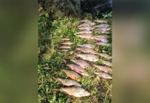 Збитки понад 50 тисяч гривень: на Мурафі викрили незаконний вилов риби