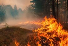 На Вінниччині 7 вересня оголосили надзвичайний рівень пожежної небезпеки